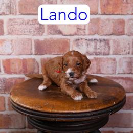 Lando - Red  male Goldendoodle puppy in Calhoun, Georgia from Happy Top Doodles