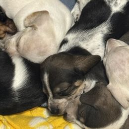 Dachshunds from Sandy's Mini Weenies in Cali