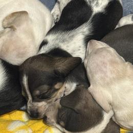 Dachshunds from Sandy's Mini Weenies in Cali