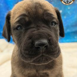 Prince Merkimer - Brindle male Great Dane puppy in White City, Kansas from Southwind Great Danes