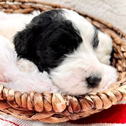 Sheepadoodle Puppies from Maplesierradoodles