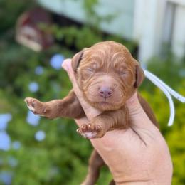 Merle - Red  male Goldendoodle puppy in Wharton, Texas from Little Fur Friends