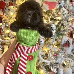 Eve - Black female Shihpoo puppy in Rush, New York from Care Bear Puppies