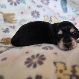 Joker - Black and cream male Dachshund puppy in Eldon, Missouri from Pure Joy Dachshunds
