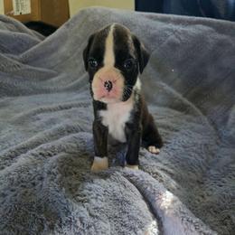 Darla - Brindle female Boxer puppy in Thompson, Pennsylvania from Moonlitboxers