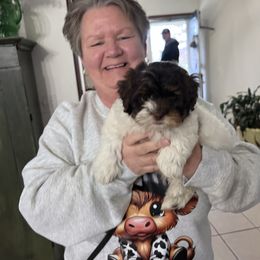 Harvest - Mini Shihpoo - male Shihpoo puppy in Mason, Illinois from Rockiń N Kennel