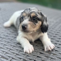 Peony - Dapple female Dachshund puppy in Early, Texas from Ryan House Dachshunds