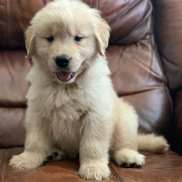 Golden Retriever Puppies from Olympus Golden Walkers Kennel