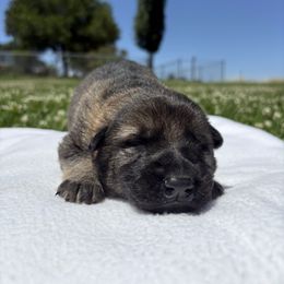 Boy 1 - male German Shepherd puppy in Klamath Falls, Oregon from Von Merkley German Shepherds