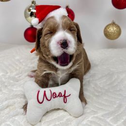 Lucky - Orange - Apricot male Australian Labradoodle puppy in Citrus Heights, California from Elite Blend Labradoodles