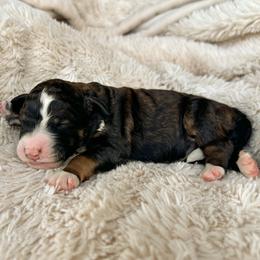 Delilah - Sable female Bernedoodle puppy in New River, Arizona from Sonoran Standard Doodles