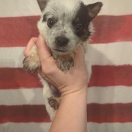 Wrangler - Blue speckled male Australian Cattle Dog puppy in Mena, Arkansas from Red Desert Australian Cattle Dogs