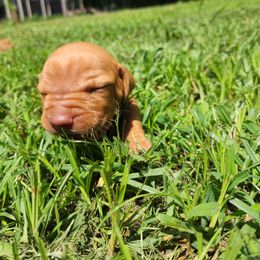 Vizsla Puppies from Western Tennessee Vizslas