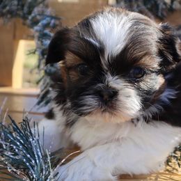 Shih Tzus from Southland’s Shih Tzus