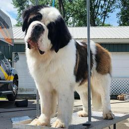 Ghost - Saint Bernard