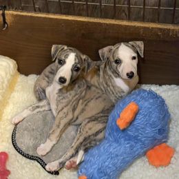Whippet Puppies from Wyndham Whippets