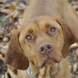 Vizslas from The Noble Puppy