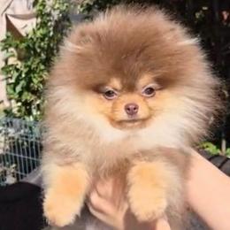Chocolate - Chocolate and tan male Pomeranian puppy in Burbank, California from Haus of Pomeranians