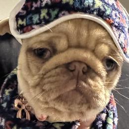 Dalmatians and Pugs from Tiff’s Dalmatian Plantation