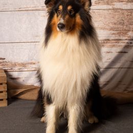 Ben - Collie