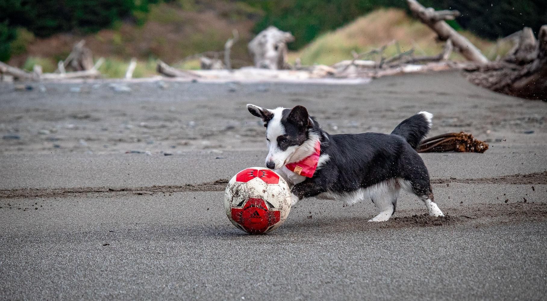 Cardigan brincando com uma bola de futebol na praia