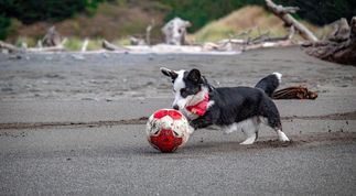 Cardigan plays with a soccer ball on the beach