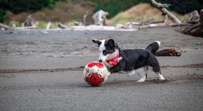 Cardigan plays with a soccer ball on the beach