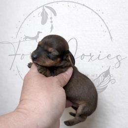 Neville - Red male Dachshund puppy in Deming, New Mexico from FoxieDoxies of New Mexico