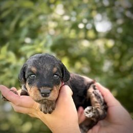 Boy 10 - male Airedale Terrier puppy in Marshallville, Ohio from Anne's Pups