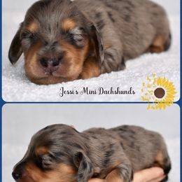 Pup 3 - Dapple male Dachshund puppy in Polk County, Florida from Jessi’s Mini Dachshunds