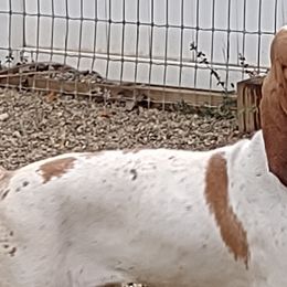 SERENA - Bracco Italiano