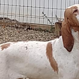 SERENA - Bracco Italiano