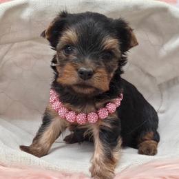 Brookie - Blue and gold female Yorkshire Terrier puppy in Monticello, Iowa from Ashley’s Puppies