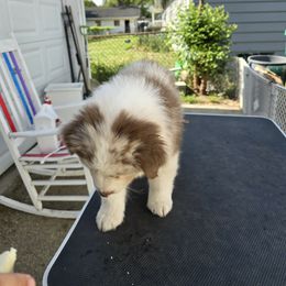 Australian Shepherd Puppies from Starlit Grove Australian Shepherds