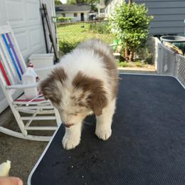 Australian Shepherd Puppies from Starlit Grove Australian Shepherds
