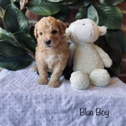 Goldendoodle Puppies from Davidson Poodle & Doodle Farm