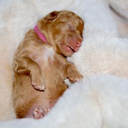 Honey - Apricot female Goldendoodle puppy in Forney, Texas from Diamond Doodle Pups and Poodles