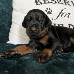 Doberman Pinscher Puppies from JM Dobermans