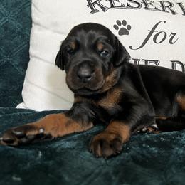 Doberman Pinscher Puppies from JM Dobermans