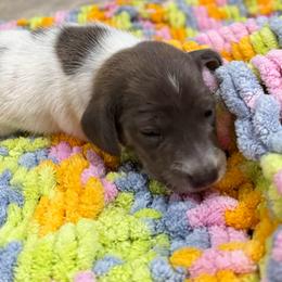 Elsa - Piebald female Dachshund puppy in Pittsburg, California from Super Hero Dachshunds
