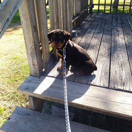 Rottweiler Puppies from Von Alley Rottweilers