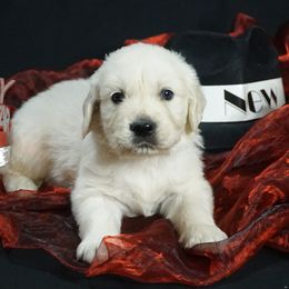 Golden Retriever Puppies from White Diamond Retrievers in the Heartland