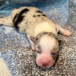 Merle Female 4 - Blue merle and white female Cardigan Welsh Corgi puppy in Thornton, New Hampshire from Dinger’s Dogs