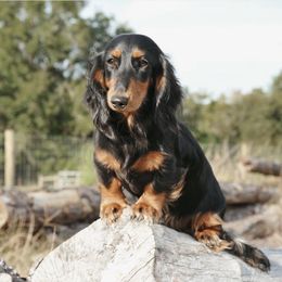 Cocoa - Dachshund