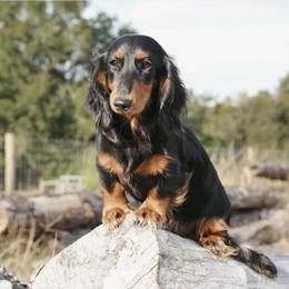 Cocoa - Dachshund