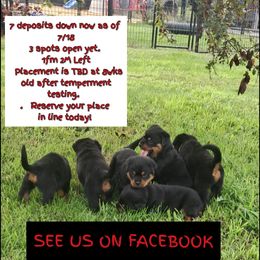 10 pups.  7 DEPOSITS DOWN.  3 spots open yet. - male Rottweiler puppy in De Witt, Iowa from Irish Eyes Kennels