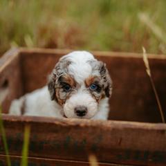 Rumor - Blue merle female Aussiedoodle puppy in Inman, South Carolina from Dark Corner Doodles