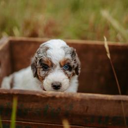 Rumor - Blue merle female Aussiedoodle puppy in Inman, South Carolina from Dark Corner Doodles