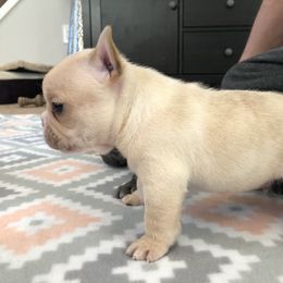 French Bulldog Puppies from Roughneck Frenchies