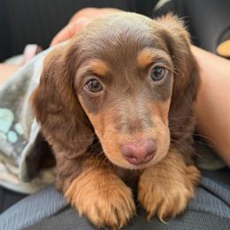 Maple 🤎 - Dachshund